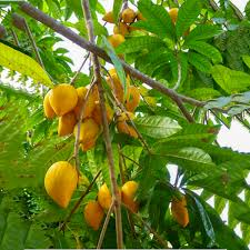 Agar Plant